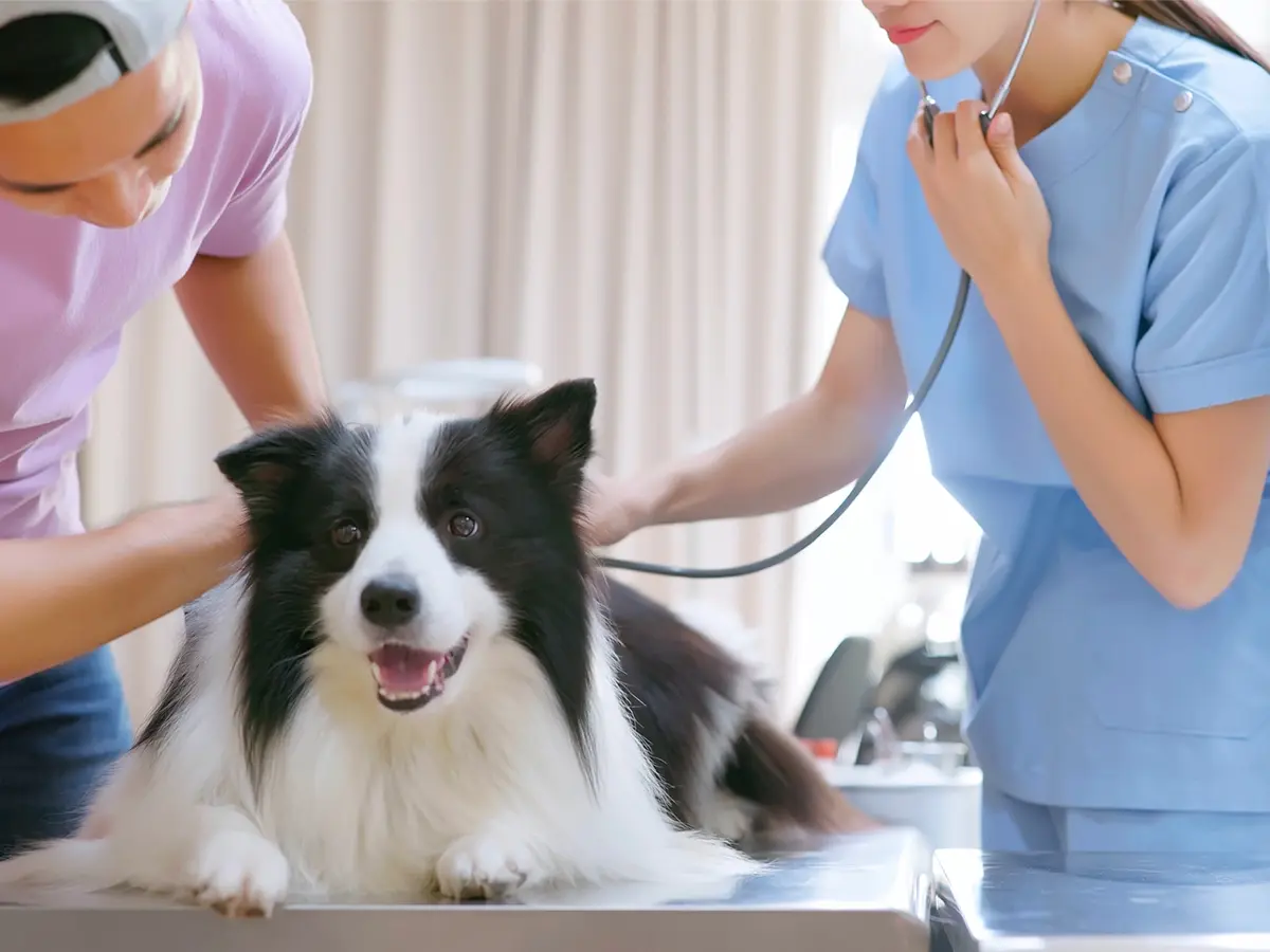 24.07 Blog - DXI - VET