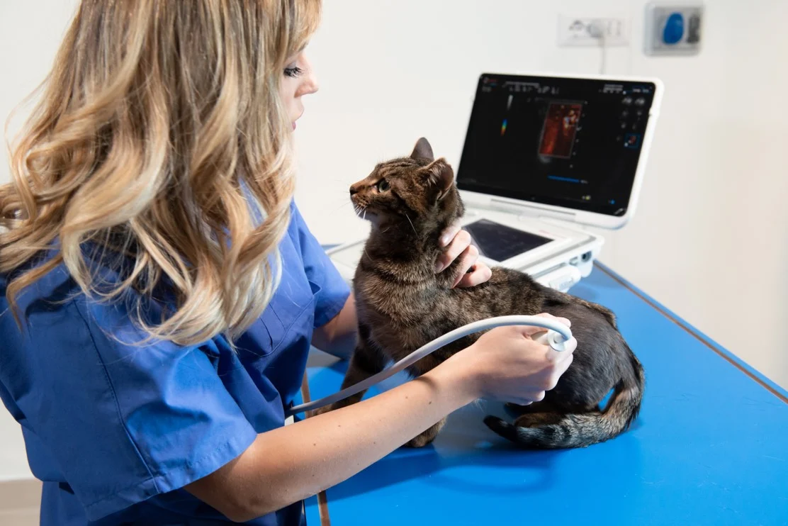 la ecografía veterinaria Modo Doppler